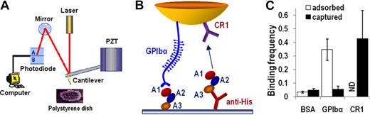 Figure 1. Atomic force microscopy (AFM) setup. (A) AFM schematic. (B) Functionalization of AFM. Molecules depicted represent a composite of 2 sets adsorbed or captured on the AFM tip or the polystyrene dish. A1A2A3 tridomain was directly adsorbed or captured by anti-His mAb preadsorbed on the surface. GPIbα or CR1 was adsorbed on the cantilever tip. (C) Binding specificity. Immobilized A1A2A3 bound GPIbα- or CR1-coated cantilever tips but not BSA-coated tips. ND indicates not done. GPIbα did not bind captured A1A2A3 probably because of its different conformation from adsorbed A1A2A3.