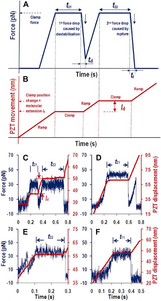 Figure 2. Force curves. (A-B) Schematic illustrations. (C-F) Example data. The PZT retracted the cantilever base linearly to a preset position (B,C-F, red lines and right ordinate) and then held it there to stretch the molecules with a constant force (A,C-F, blue curves and left ordinate) to measure various times characteristic of molecular structural destabilization or rupture induced by this force. (C) A curve of 2 force drops (indicated by 2 in the first subscript of tij) and 2 periods at constant force (indicated by 1 and 2 in the second subscript of tij) with respective durations of time-to-destabilization t21 and time-to-rupture t22. Force drop triggered via feedback control further retraction of the PZT attempting to bring the force back to the preset level, which was successful after the first force drop by retracting a distance ld but was unsuccessful after the second force drop even by long-distance retraction, indicating rupture. (D) A curve of 2 force drops but only 1 period at constant force with duration of t21 but no t22 resulting from premature rupture occurred before force was resumed to the preset level. (E) A curve of 2 force drops but only 1 period at constant force with duration of t22 but no t21 resulting from premature destabilization occurred before arriving at the preset force. (F) A curve of 1 force drop (indicated by 1 in the first subscript of tij, i, j = 1 or 2) and 1 period at constant force (indicated by 1 in the second subscript of tij) with duration of time-to-rupture t11. Data shown were acquired by GPIbα-pulling, but those obtained by CR1-pulling were similar.