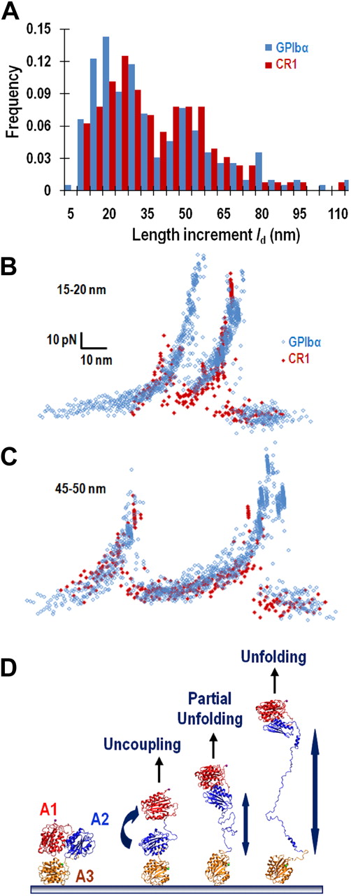 Figure 3. Analysis of the length increase resulted from loss of stability. (A) Histograms of molecular length increment, ld, obtained using adsorbed A1A2A3 pulled by GPIbα (blue bars) or anti-His mAb captured A1A2A3 pulled by CR1 (red bars). (B-C) Force-time and displacement-time curves with 2 force drops were converted to force–molecular extension curves: 16 and 10 curves, respectively, obtained by GPIbα (blue) and CR1 (red) pulling with short (ld ∼ 10-20 nm) length increase (B) as well as 10 and 8 curves (obtained by the 2 pulling methods with the same color codes) with long (ld ∼ 45-50 nm) length increase (C) are overlaid by aligning the first ascending segment. (D) Possible modes of structural destabilization. A model for the native A1A2A3 structure is shown in the far left panel. Force may disrupt the interdomain interactions to uncouple the quaternary structure of the A1A2A3 tridomain (second panel from left) or disrupt the intradomain interactions to partially (third panel from left) or fully (far right panel) unfold the tertiary structure of the A2 domain.