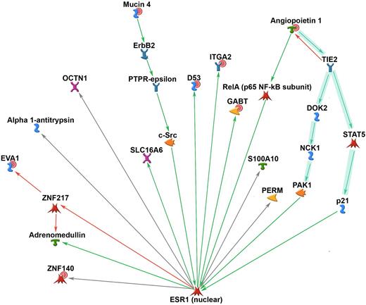 Figure 3. The Metacore database was used to analyze protein-protein interactions among the members of the classifier and identified a highly significant interaction sub-network (P < 4.85−36), which included 2 ANGPT1 signaling-related pathways (both part of MetaCore Curated Map 532). The key classifier node that linked both of these pathways was ANGPT1. Red circles represent genes up-regulated in nonresponders.
