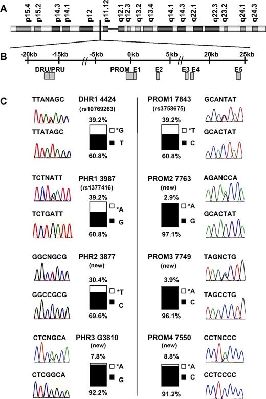 Figure 1. Location of the SNPs in the URE and the coding region of PU.1. (A) PU.1 is located in the centromeric part of chromosome 11p (band 11p11.2). (B) Organization of the PU.1 locus: The PU.1 gene consists of 5 exons (E1-E5), spanning 25 kb. The URE is located 17 kb upstream of the transcription start site. One SNP was identified within the DRU (DRU1), 3 SNPs are located within (PRU3) or close to the PRU (PRU1 and PRU2), 4 SNPs (PROM1 to 4) exist within the 625 bp of the PU.1 promoter just upstream of the translation start site, and 2 SNPs in intron 3 (SNPi3) and intron 4 (SNPi4) are just flanking exon 4. The ruler depicts distance from the PU.1 transcription start site. The location of each SNP is encoded with the last 4 digits of their position in the reference sequence with gene accession number cNT009237.17; eg, DHR1 is located at position 46194424. Previously described SNPs are marked with their accession numbers. (C) Allelic distribution is indicated for each SNP, with the observed incidence of the wild-type sequence (bottom part of the box) and the polymorphic sequence (top part of the box) indicated for each SNP.