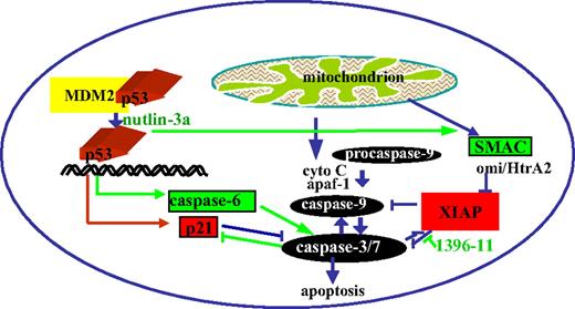 Figure 7. p53 activation and XIAP inhibition synergistically promote cell death.