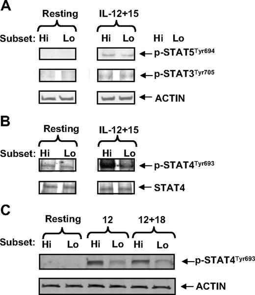Figure 5. The CD94highCD56dim NK-cell subset possesses higher STAT4 phosphorylation than the CD94lowCD56dim NK-cell subset. (A-B) Purified CD94highCD56dim (Hi) and CD94lowCD56dim (Lo) NK-cell subsets were cultured in media in the presence or absence of costimulation with rhIL-12 (10 ng/mL) and rhIL-15 (100 ng/mL) for 30 minutes. Lysates from these cells were used to determine the level of STAT5, and STAT3 (A) or STAT4 (B) phosphorylation by Western blotting. Assessment of β-actin or total STAT4 was included to control for protein loading. (C) CD94highCD56dim (Hi) and CD94lowCD56dim (Lo) NK-cell subsets were treated in media with or without rhIL-12 alone or costimulation by IL-12 and IL-18 for 30 minutes. Lysates from the harvested cells were used to detect STAT4 phosphorylation. β-Actin was included to control for protein loading. Data in panels A to C are representative of at least 3 experiments with similar results.