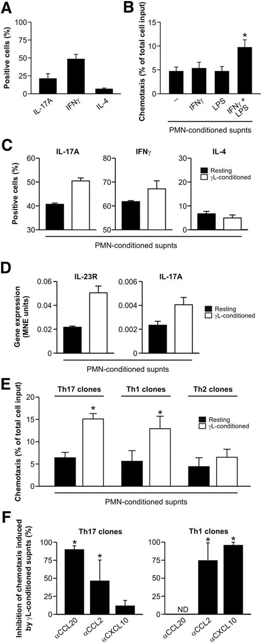Figure 1. Activated neutrophils can recruit Th17 and Th1 cells via chemokine release. (A) IL-17A+–enriched cells were evaluated by flow cytometry for intracellular IL-17A, IFN-γ, and IL-4 expression (to determine the percentages of positive cells). (B) Chemotaxis of IL-17A+–enriched cells toward supernatants (supnts) from IFN-γ–, LPS-, and IFN-γ plus LPS–conditioned neutrophils (n = 4). (C) IL-17A+-enriched cells, migrated in response to supernatants from resting (■) and IFN-γ plus LPS (γL)–activated (□) neutrophils (n = 4), were assessed for cytokine production by flow cytometry, on polyclonal stimulation. Bars represent the percentage of cells producing the indicated cytokine (mean ± SEM). (D) Real-time RT-PCR gene expression analysis performed with IL-17A+–enriched cells that have migrated toward supernatants from resting and γL-activated neutrophils. Results are expressed as mean normalized expression (MNE) units ± SE. One representative of 3 independent experiments with similar results is shown. (E-F) Chemotaxis of Th17, Th1, and (where indicated) Th2 clones toward: supernatants from γL-conditioned neutrophils (n ≥ 4; E); γL-conditioned supernatants, preincubated as indicated with αCCL2, αCCL20, and αCXCL10 neutralizing Abs (n = 4; F). *P < .05. ND indicates not done.