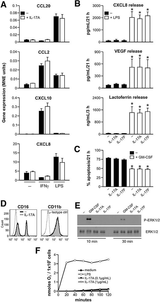 Figure 5. Human neutrophils are unresponsive to IL-17A and IL-17F. (A-D) Neutrophils were cultured with IL-17A or IL-17F for up to 21 hours, in the presence or absence of IFN-γ, LPS, or GM-CSF as indicated. (A) Neutrophils were harvested after 3 hours for gene expression analysis by real-time RT-PCR. Results are expressed as MNE units ± SE. (B-D) Neutrophils were incubated for 3 and 21 hours before measuring: (B) CXCL8, VEGF, and lactoferrin supernatant levels (n = 3); (C) their degree of apoptosis (as assessed by annexin V/propidium iodide staining; n = 4); (D) CD16 and CD11b surface expression. (E) Neutrophils were incubated with IL-17A, IL-17F, or GM-CSF and then evaluated for phospho-ERK1/2 (P-ERK1/2) analysis by sodium dodecyl sulfate-polyacrylamide gel electrophoresis. (F) Neutrophils were incubated with fMLF in the presence of IL-17A or LPS, and superoxide anion (O2−) generation was measured for up to 2 hours. (A,D-F) One representative of at least 3 independent experiments with similar results. *P < .05.