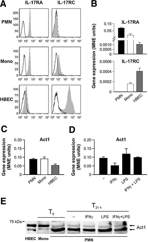 Figure 6. Human neutrophils express IL-17RA but not IL-17RC. Freshly isolated neutrophils (PMN), monocytes (Mono), and HBECs were evaluated for IL-17RA and IL-17RC surface (A) and mRNA (B) expression by flow cytometry (empty histogram: isotype control Abs; filled histogram: specific Abs) and real-time RT-PCR, respectively. (C-D) Act1 mRNA expression was evaluated in freshly isolated neutrophils, monocytes, and HBECs (C) as well as in neutrophils incubated for 21 hours with IFN-γ and/or LPS (D). (E) Act1 protein expression was evaluated by Western blot analysis of whole-cell extracts prepared from HBECs and freshly prepared monocytes (T0), as well as of cytoplasmic cavitates prepared from neutrophils, freshly isolated (T0) or incubated for 21 hours with IFN-γ and/or LPS (T21 h). One representative of at least 3 independent experiments with similar results is shown in each panel.