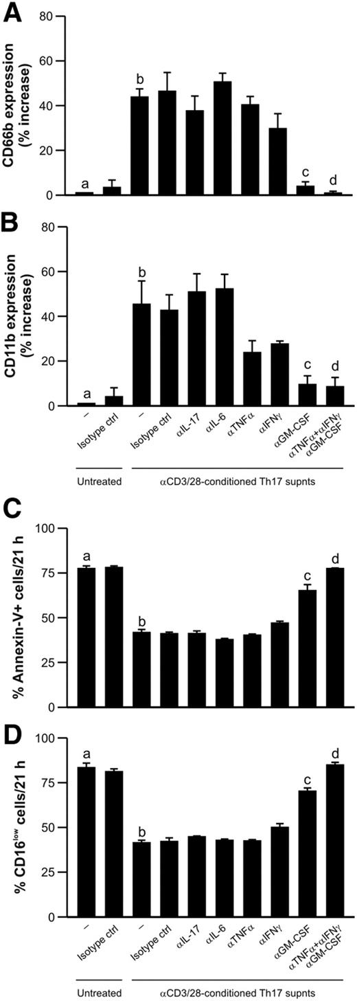 Figure 7. Activated Th17 clones can modulate human neutrophil responses through an IL-17–independent mechanism. Neutrophils were left untreated or cultured for 21 hours with supernatants from αCD3/αCD28-stimulated Th17 clones, in the presence or absence of neutralizing Abs against IL-17, IL-6, TNF-α, IFN-γ, GM-CSF, or TNF-α, IFN-γ, and GM-CSF in combination (or appropriate isotype control Abs), before evaluating their surface expression of CD66b (A) and CD11b (B) and their degree of apoptosis, as assessed by annexin V/PI staining (C) and by CD16 surface expression (D; n = 4). (A-B) Data are expressed as percentage of increase over the untreated condition. b vs a, P < .05; c vs b, P < .05; d vs b, P < .05.