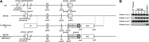 Figure 1. Generation of NKT-ES and NKT-ES-V cells by direct nuclear transfer of mature NKT cells. (A) Schematic representation of the TCRα locus in natural killer T embryonic stem (NKT-ES) and NKT-ES-V cells. The NKT-ES cells generated by nuclear transfer of B6 liver NKT cells were prepared as described elsewhere,27,28 with a slight modification. NKT-ES-V cells were generated by transfection of the Cα-IRES-Venus targeting vector, which placed the Venus cDNA, along with its upstream IRES, downstream of TCRα locus adjacent to the Cα stop codon. (B) Genomic polymerase chain reaction (PCR) of NKT-ES and NKT-ES-V cells. Primer pairs shown in panel A were used for genomic PCR. Primer sequences are listed in supplemental Table 2. Lane 4 is clone 3, which was used in the present study.