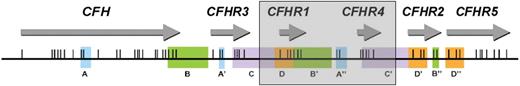Figure 5. A novel deletion including CFHR1 and CFHR4. Position of the genes encoding factor H and the factor H–related proteins in a centromeric segment of the RCA cluster at 1q32. Regions of high sequence identity (originally determined by Male et al20) are indicated by the same letter and color. Exons are indicated as vertical lines. The shaded box shows the presence of a novel ∼ 125-kb deletion, which includes CFHR1 and CFHR4. This deletion occurs within the duplicons C/C′ as a result of nonallelic homologous recombination.