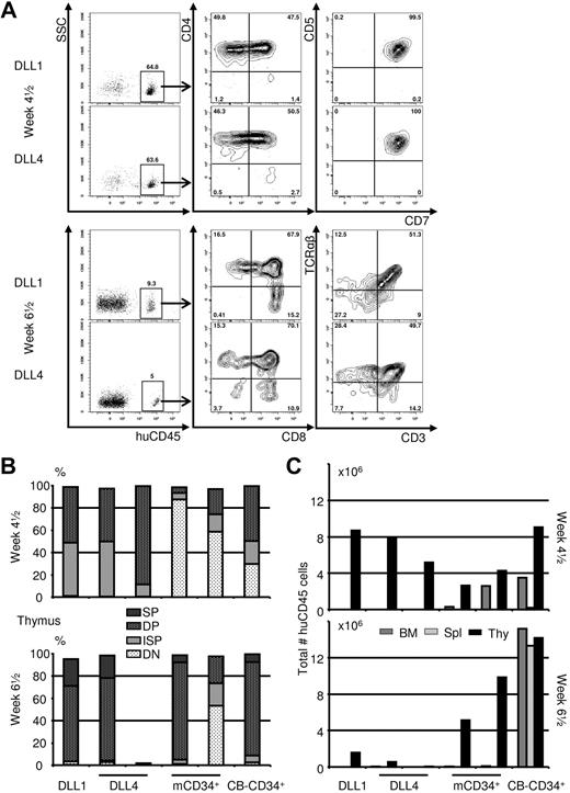 Figure 2. T/NK progenitors fully mature on transfer to Rag2−/−γc−/− mice. mCD34+ were differentiated on monolayers of TSt-4 expressing hDLL for 4 weeks, after which they were purified by cell sorting and injected intrahepatically into newborn Rag2−/−γc−/− mice. (A) Both hDLL1- and hDLL4-derived T/NK progenitors are found exclusively in the thymus at both time points analyzed and have progressed toward the CD4+CD8+ DP stage at 4.5 weeks. A limited number of DP and few CD8 single-positive (SP) cells already have CD3 surface expression (supplemental Figures 3-4). The CD4+ cells at this time point are immature single-positive cells (ISP); sCD3− and CD5+CD7+. At 6.5 weeks, the percentages of huCD45+ have dropped sharply, but there is clear surface expression of sCD3 and TCR-αβ on T/NK progenitor-derived cells, on both DP and CD4/CD8 SP cells (supplemental Figure 4). (B-C) Next to T/NK progenitors, mice were given mCD34+ or CB-CD34+ cells. (B) Thymus compartment was analyzed at indicated time points. Thymocyte subsetting is based on coexpression of CD5 and CD7 only (double-negative), CD4+sCD3− (ISP), CD4+CD8+ (DP), and CD4+sCD3+ or CD8+sCD3+ (SP). The left 2 bars of each graph represent the data from mice displayed in panel A. Compared with mCD34+ and CB-CD34+ cells, predifferentiation of mCD34+ cells results in a higher percentage of cells at the DP stage at 4.5 weeks, but few cells are left at 6.5 weeks. (C) The total number of huCD45+ cells/tissue shows that T/NK progenitors are present temporarily and exclusively in the thymus.