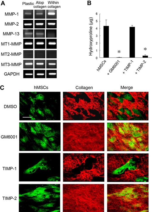 Figure 1. MMP-dependent collagen-degradative activity of hMSCs. (A) RT-PCR analyses of the MMP expression profile of hMSCs cultured either on a tissue-culture plastic substratum (Plastic), atop type I collagen gels (2D; Atop collagen), or embedded within type I collagen gels (3D; Within collagen) in stem cell growth medium for 2 days. GAPDH served as the loading control. (B) Degradative activity of hMSCs (5 × 104) cultured atop type I collagen films (50 μg/cm2) in the presence or absence of GM6001 (25μM), TIMP-1 (7.5 μg/mL), or TIMP-2 (2.5 μg/mL) in growth medium for 4 days. Collagenolytic activity is quantified as hydroxyproline release (mean ± SEM; n = 3). *P < .05. (C) Films of type I collagen labeled with Alexa Fluor 594 (red) were incubated with hMSCs (5 × 104) stained with CELLMask plasma membrane dye (green), and zones of degradation visualized by confocal laser microscopy after a 4-day culture period. Bar, 50 μm.