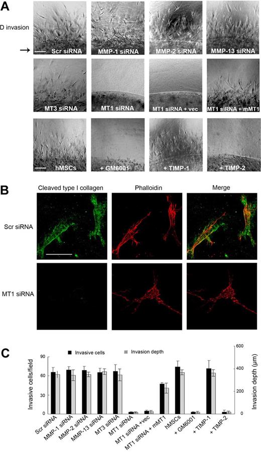 Figure 3. MT1-MMP directs the 3D collagen-invasive activity of hMSCs. (A) hMSCs (2 × 105) electroporated with Scr siRNA, MMP-directed siRNAs, or cotransfected with MT1-MMP siRNA and either a control expression vector (MT1siRNA + Vec) or mouse MT1-MMP expression vector (MT1siRNA + mMT1) were cultured within 3D type I collagen gels (2.2 mg/mL) in growth medium for 4 days. In the bottom row of panels, hMSCs in 3D collagen gels were cultured with GM6001 (25μM), TIMP-1 (7.5 μg/mL), or TIMP-2 (2.5 μg/mL). For reference, the arrow to the left of the panels in the top row marks the edge of the embedded island of hMSCs. Arrowheads mark cells migrating into surrounding collagen from the central collagen island. Images shown are representatives of 3 experiments performed. Bar, 100 μm. (B) hMSCs transfected with Scr or MT1-MMP siRNAs were cultured in 3D collagen for 4 days and stained with phalloidin (red) as well as monoclonal antibody 9A4 directed against a type I collagen cleavage neoepitope (green) and visualized by fluorescence microscopy. Bar, 50 μm. (C) The number of invading cells and invasion depth in the 3D collagen gels are expressed as the mean ± SD in 5 randomly selected fields in a single representative experiment of 3 or more performed.