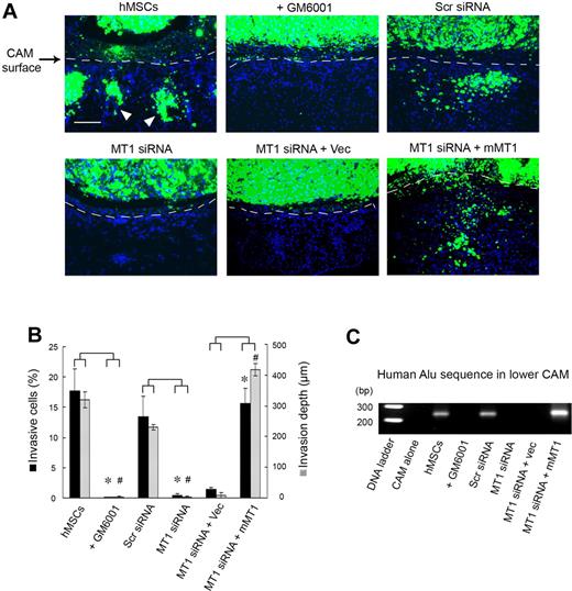 Figure 4. MT1-MMP regulates hMSC invasion and intravasation in vivo. (A) hMSCs were labeled with fluorescent nanobeads (green) and seeded atop the CAM of 11-day-old chick embryos for 2 days. CAM cross-sections were stained with DAPI and visualized by fluorescence microscopy. Dashed lines mark the outline of the upper CAM surface (ie, cells below the dashed line demarcate invading hMSCs). White arrowheads mark the invading cells. Bar, 100 μm. (B) CAM invasion is quantified as the number of hMSCs that cross the CAM surface (mean ± SEM; n = 3) and average depth of the leading front of invading cells (mean ± SEM; n = 3), * and # both represent P < .05, for invasive cells numbers and invasion depth, respectively. (C) hMSCs intravasation/extravasation was detected as Alu-sequences by PCR on DNA extracted from the lower CAM after a 2-day incubation period. Micrographs shown are representative of 3 experiments performed.