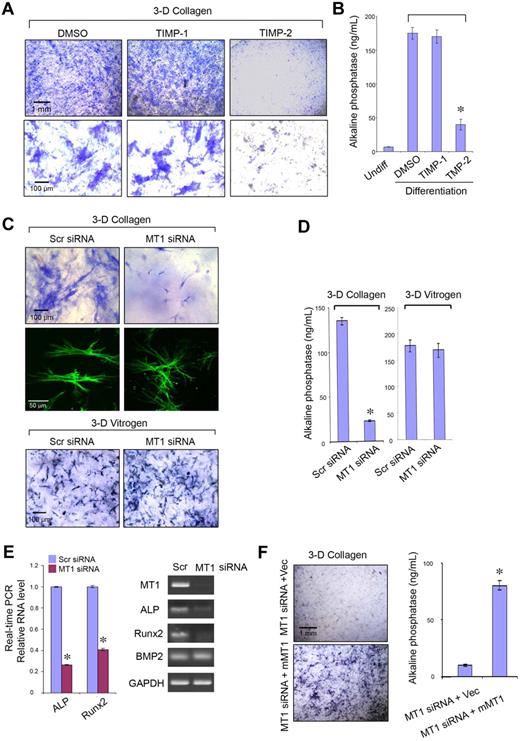 Figure 5. MT1-MMP controls hMSC osteogenesis. ALP staining (A) or activity (B) after osteogenesis induction in hMSCs embedded within 3D gels of type I collagen in the presence of dimethyl sulfoxide (DMSO) control, TIMP-1 (7.5 μg/mL), or TIMP-2 (2.5 μg/mL) for 9 days. ALP staining (C) or activity (D) after osteogenesis induction in hMSCs electroporated with Scr siRNA or MT1 siRNA and cultured within 3D type I collagen gels (2.2 mg/mL) or pepsin-extracted type I collagen gels (Vitrogen; 2.2 mg/mL) in osteogenesis differentiation medium for 7 days. In 3D collagen gels, phalloidin-stained hMSCs (green) display a dendritic phenotype after MT1-MMP silencing. (E) Real-time PCR quantification analysis (left panel) of ALP, Runx2, and BMP2 mRNA levels in Scr siRNA or MT1 siRNA-treated hMSCs induced for osteogenesis in collagen gels for 7 days. RT-PCR confirms MT1-MMP mRNA silencing and verifies down-regulation of ALP and Runx2 mRNA levels without affecting BMP2 expression (GAPDH used as a reference; right panel). (F) ALP staining and activity of hMSCs cotransfected with MT1-MMP siRNA and either a control expression vector (MT1siRNA + Vec) or mouse MT1-MMP expression vector (MT1siRNA + mMT1) cultured in 3D collagen with osteogenesis differentiation medium for 7 days. Pictures shown are representative of 3 or more experiments performed. Bars, 1 mm and 100 μm, respectively, as shown in each figure. Relative enzyme quantification was expressed as ng/mL ± SD of 3 experiments. *P < .05.
