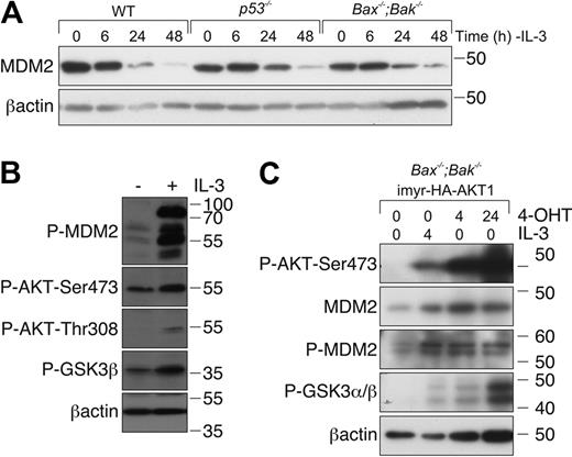 Figure 4. IL-3 deprivation results in a reduction of MDM2 levels. (A) FDM cell lines of the indicated genotypes were deprived of IL-3 over a 48-hour time course. Lysates were prepared, and proteins were resolved on SDS-PAGE. Western blots were probed with antibodies to MDM2 and β-actin (loading control). (B) FDM cell lines were deprived of IL-3 for 48 hours before being restimulated with 0.25 ng/mL IL-3 for 20 minutes. Lysates were prepared, and proteins were resolved on SDS-PAGE. Western blots were probed with antibodies to pMDM2, P-AKT-Ser473, P-AKT-Thr308, P-GSK3β, and βactin (loading control). (C) Bax−/−;Bak−/− FDM cells were infected with a lentiviral system that allows inducible expression of constitutively active AKT1. Cells were starved of IL-3 for 48 hours (denoted as time 0) before being restimulated with 0.25 ng/mL IL-3 or treated with 4-OHT to induce expression of AKT. Lysates were prepared, and proteins were resolved on SDS-PAGE. Western blots were probed with antibodies to P-AKT-Ser473, MDM2, P-MDM2, P-GSK3α/β, and β-actin (loading control).