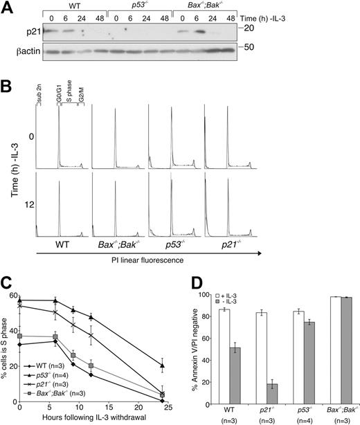 Figure 5. Loss of p21 does not protect FDM cells from cytokine deprivation, although loss of p53 delays cell-cycle exit. (A) FDM cells of the indicated genotype were deprived of IL-3 over a 48-hour time course. Lysates were prepared, and proteins were resolved on SDS-PAGE. Western blots were probed with antibodies to p21 and β-actin (loading control). (B) Cells of the indicated genotypes were deprived of IL-3 over a 24-hour time course. Cell-cycle distribution was analyzed by flow cytometric analysis. Representative FACS plots are shown for time 0 and 12 hours. (C) Cell-cycle distribution was analyzed for multiple independent clones (n) of the indicated genotypes as in panel B. The results shown are means ± SEMs of 4 independent experiments. (D) Multiple clones (n) of the indicated genotypes were cultured in the absence of IL-3 for 24 hours before cell viability was analyzed as described in Figure 1A. The results shown are means ± SEMs of 4 independent experiments.