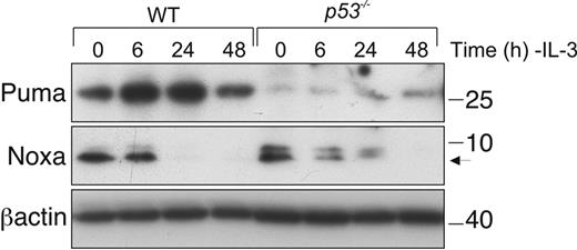 Figure 6. Loss of p53 delays Puma up-regulation in IL-3–deprived FDM cell lines. (A) Cells of the indicated genotypes were deprived of IL-3 over a 48-hour time course. Lysates were prepared, and proteins were resolved on SDS-PAGE. Western blots were probed with antibodies to Puma, Noxa, and β-actin (loading control).