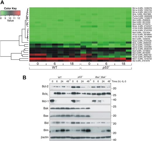 Figure 7. IL-3 deprivation causes a decrease in Bcl-2 mRNA levels in both WT and p53−/− FDM cell lines. (A) Three independent WT and p53−/− FDM cell clones were deprived of IL-3 for 6 or 18 hours. RNA was extracted, and gene profiles were analyzed with the use of the 6-chip Illumina expression array. Heatmap depicts the expression of key Bcl-2 family genes. (B) FDM cells of the indicated genotypes were deprived of IL-3 over a 48-hour time course. Lysates were prepared, and proteins were resolved on SDS-PAGE. Western blots were probed with antibodies to Bcl-2, Bcl-xL, Mcl-1, Bak, Bax, Bid, Bim, and β-actin (loading control).