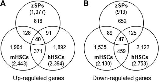 Figure 2. Overlapping sets of expressed genes in zebrafish HSCs, mHSCs, and hHSCs. Datasets of zebrafish (zSPs and zMPs), mice (mHSCs and mHPCs), and humans (hHSCs and hHPCs) were analyzed with the same method. Venn diagrams of the number of up-regulated (A) and down-regulated genes (B) are shown. Forty and 47 genes were commonly up- and down-regulated in these 3 HSCs, respectively.