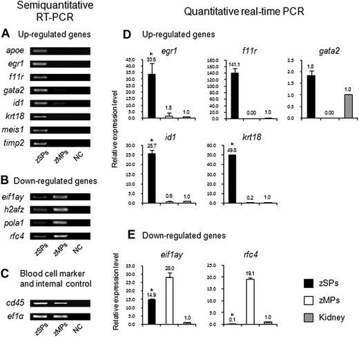 Figure 3. Expression analysis of up- and down-regulated genes in zSPs and zMPs. (A-C) Semiquantitative RT-PCR was performed in zSPs and zMPs. The expression levels of up-regulated genes (apoe, egr1, f11r, gata2, id1, krt18, meis1, and timp2) (A) and down-regulated genes (eif1ay, h2afz, pola1, and rfc4) (B) were compared between zSPs and zMPs. cd45 and ef1α were used as a blood cell marker and an internal control, respectively (C). NC indicates negative control. (D-E) A qPCR assay was performed in zSPs, zMPs, and zebrafish kidney. Expression of the ef1α gene was used to normalize the amount of the investigated transcripts. Relative expression levels in zSPs and zMPs were calculated from the expression levels in zebrafish kidney. Results are presented as an average expression level ± SD (n = 4). There are significant differences between zSPs and zMPs (*P < .001).