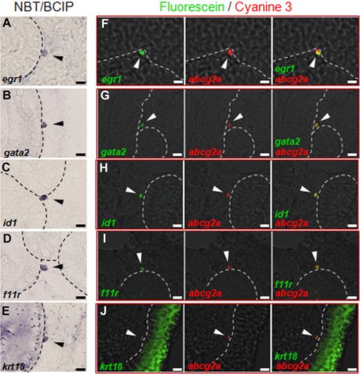 Figure 4. In situ hybridization in zebrafish kidney. Whole-mount in situ hybridization was carried out in zebrafish kidney. (A-E) The expression signals from egr1 (A), gata2 (B), id1 (C), f11r (D), and krt18 (E) were visualized by nitroblue tetrazolium chloride and 5-bromo-4-chloro-3-indolyl-phosphate. Cells expressing egr1, f11r, gata2, id1, and krt18 mRNA are present on the surface of renal tubules (arrowheads). (F-J) Double-fluorescent whole-mount in situ hybridization was performed. The expressions of egr1, gata2, id1, f11r, and krt18 (left panels) and abcg2a (middle panels) were visualized by fluorescein and cyanine 3, respectively. Right panels show merged images. Cells coexpressing egr1, gata2, id1, f11r, or krt18 and abcg2a are present on the surface of renal tubules (arrowheads). Dotted lines indicate the surface of the renal tubule. All scale bars indicate 5 μm.