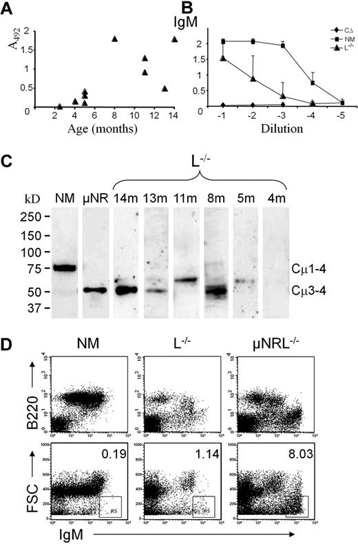 Figure 1. Truncated IgM is present in serum of old L−/− mice. (A) Level of μHC in serum of 2- to 14-month-old L−/− mice determined by ELISA at 1/100 dilution. (B) A comparative analysis of IgM serum titers in L−/− (▴), C-region deletion (CΔ26) as a negative control (♦) and normal (NM) mice (■). Means and standard deviation were calculated from the 10 L−/− mice in panel A and 7 NM mice. (C) Western analysis of serum antibodies from L−/−, of different age in months (m) as indicated. Sera from L−/−, μNR, and NM mice were purified by incubation with anti–mouse Ig coupled to Sepharose, separated on Ready-Gels under reducing conditions, and visualized with antibodies against mouse IgM. (D) Flow cytometric analysis of spleen cells surface-stained for IgM and B220. A representative presentation of a 1-year-old L−/− mouse compared with NM and μNRL−/− animals. The upper histograms show that, in addition to B220+ IgM+ cells, an IgMbright B220− population can be found in old L−/− mice. This population is more abundant in μNRL−/− mice. Plotting forward scatter (FSC) against IgM shows an IgMbright population of small particles with percentages indicated.
