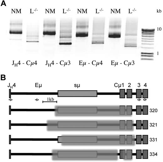 Figure 3. Acquired genomic deletions in sμ and Cμ. DNA from ∼ 100 sorted CD138+ cells, obtained from the spleen of NM and L−/− mice as in Figure 2, was amplified for 20 cycles using JH4- and Cμ4-specific primers. (A) Separate reamplification for a further 20 cycles was carried out with (nested) primer combination as indicated: JH4-Cμ4, JH4-Cμ3, Eμ-Cμ4, and Eμ-Cμ3. After agarose gel electrophoresis, bands were cut out and reamplified or cloned, before sequencing using the Cμ3 primer. (B) Map of the region encompassing JH4, Eμ, switch (s)μ to Cμ exons 1-4, with examples from 2 different L−/− mice, with deletions indicated by the superimposed shading. PCR fragments and sequences obtained from a normal mouse showed the wild-type configuration (top). Amplification and sequencing primers are indicated by (see sequences in supplemental Table 1.)