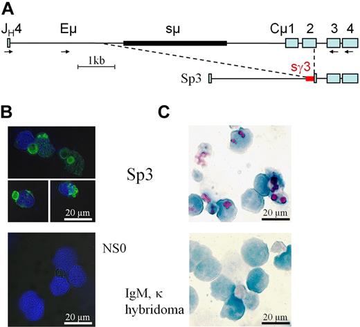 Figure 4. Truncated μHC is expressed in a L−/− hybridoma. (A) Genomic alterations in hybridoma Sp3, identified by long-range PCR, cloning, and sequencing (see supplemental Table 1) show that sμ (thick black line), Cμ1, and all but 24 bp of Cμ2 are missing. Immediately adjacent to the remaining sequence of Cμ2 are 220 bp of sγ3 (thick red line). Primers for PCR amplification and nested reamplification are indicated by . (B) Intracellular staining of Sp3 and NSO, the Ig-negative fusion partner, with FITC-conjugated anti-IgM (green) followed by DAPI (blue). (C) Sp3 smears compared with a control IgM,κ-producing hybridoma-stained with PAS, showing vacuoles in purple-magenta, and hematoxylin, showing the nuclei in blue.