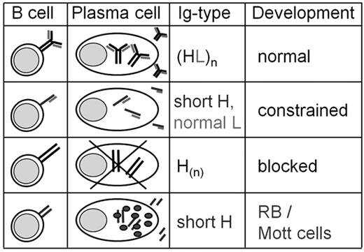 Figure 7. HC toxicity model. Lymphocyte development from B cell to plasma cell is normal upon association of full length of H and L chains (top). Development is constrained, as in μNR mice, when Cμ is truncated, and blocked when normal H but no L chains are produced (middle). Truncated H chain, not associated with L chain or the lack of L chain, gives rise to RBs and Mott cells (bottom).