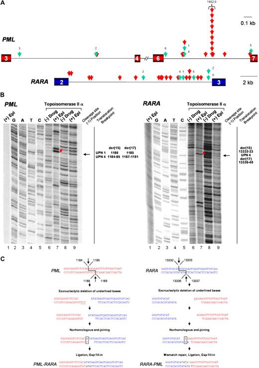 Figure 1. Molecular characterization of the t(15;17) in therapy-related APL arising after epirubicin therapy. (A) Distribution of translocation breakpoints within the PML and RARA loci in t-APL cases arising after epirubicin and mitoxantrone. PML exons are represented by red boxes, RARA exons are in blue, and introns are represented by black lines. Arrows indicate the location of PML and RARA translocation breakpoints identified in patients with t-APL arising after mitoxantrone (red arrows) or epirubicin (green arrows), and numbers of the epirubicin-related cases correspond to those presented in Table 1. Details of the mitoxantrone cases have been reported previously.12,13 (B) PML and RARA breakpoints in epirubicin-related t-APL are preferred sites of epirubicin-induced topoII-mediated DNA cleavage. To identify epirubicin-enhanced cleavage by topoIIα, chromosomal breakpoint junctions were examined in an in vitro assay. DNA cleavage reactions were performed with 25 ng of 5′-labeled DNA (30 000 cpm), 1mM ATP, DMSO, and in the presence or absence of 147nM human DNA topoIIα and 160μM epirubicin. Cleavage complexes were trapped on the addition of SDS and were resolved in an 8% acrylamide–7.0M urea gel. In both panels, reactions in lane 1 were performed with epirubicin (Epi) but lacking DNA topoIIα and show little evidence of cleavage in the absence of the enzyme. Lanes 2 to 5 show dideoxy sequencing reactions primed at the same 5′ end, which allows high-resolution mapping of cleavage sites. Substrates were incubated with topoIIα and DMSO only (lanes 6 and 8) and also in the presence of epirubicin (lanes 7 and 9). Reactions in lanes 8 and 9 were further incubated at 75°C to assess the heat stability of the cleavage complexes. On the left, DNA topoIIα-dependent cleavage is shown within a PML substrate that encompassed the locations of the genomic breakpoints identified in UPN1 and UPN4. The location of the arrows indicate the epirubicin-enhanced heat-stable complexes at position 1184, corresponding precisely to these translocation breakpoints. On the right, cleavage within a substrate that contains the normal homologue of RARA encompassing the breakpoint junction identified in UPN4 is shown, whereby the arrows indicate the epirubicin-enhanced heat-stable complexes corresponding to the der(15) and der(17) translocation breakpoints. (C) Model for formation of the t(15;17) underlying epirubicin-induced t-APL in UPN4. Normal homologues of PML and RARA are indicated in red and blue fonts, respectively. Models show where topoIIα introduces 4-bp staggered nicks in the DNA (as indicated by in vitro experiments), followed by exonucleolytic processing to reveal microhomologies (indicated by gray boxes) that are probably repaired by the error-prone nonhomologous end joining repair pathway. Template-directed polymerization (indicated with black font), mismatch repair (represented by green font), and ligation fills in any remaining gaps to generate the PML-RARA and RARA-PML genomic breakpoint junctions that were identified in the t-APL arising in this patient.