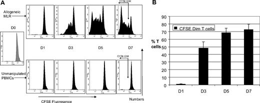 Figure 2. Marked T-cell proliferation evident in allogeneic mixed lymphocyte reaction. (A) Kinetics of CFSE fluorescence in allogeneic MLR and unmanipulated T cells (n = 5). FACS analysis of a representative example of the kinetics of CFSE fluorescence in allo-MLR of CFSE-labeled T cells cultured with/without HLA-mismatched DCs. Proliferation of alloreactive T cells results in reduction in CFSE fluorescence intensity. Gating on the CFSEdim region, which selectively identifies the proliferating T-cell population, is shown on the day 7 FACS plots. (B) Time course of proliferation in allogeneic MLR (n = 5). FACS analysis demonstrating the percentage of CFSEdim proliferating alloreactive T cells in the MLR, assessed serially over a week. Results are the means ± SD. The percentage of CFSEdim populations in the unstimulated control has been subtracted from the results obtained in the MLR.