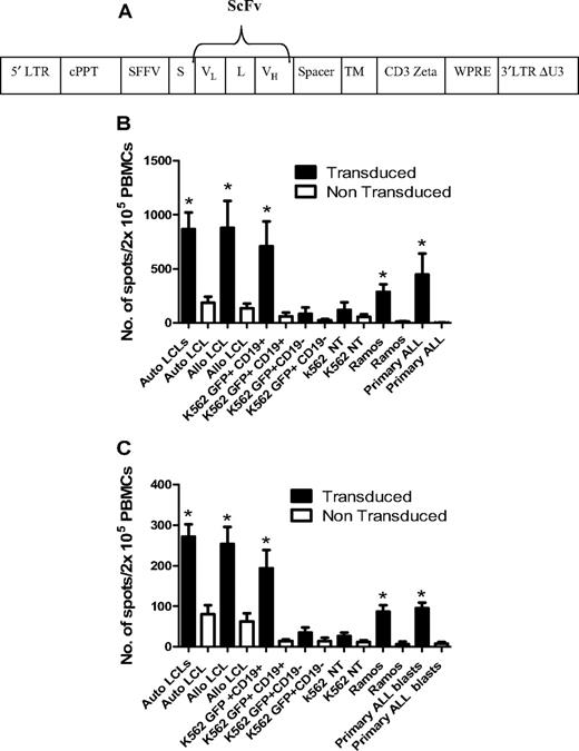 Figure 6. Transduction of CD25/71 allodepleted T cells with anti-CD19ζ TCR leads to efficient cytokine release in response to CD19 targets. (A) Schematic of the CD19R/pHR –SIN-SE. This consists of a self-inactivated (SIN) lentiviral construct, with a HIV central polypurine tract (cPPT), woodchuck hepatitis virus posttranscriptional regulatory element (WPRE), and a spleen focus-forming virus (SFFV) promoter. The CD19R transgene consists of a human immunoglobulin leader sequence (S), the variable domains of the CD19-specific murine monoclonal antibody FMC-63 assembled as a single-chain variable fragment (ScFv; VL and VH), connected by a linker (L), in frame with a sequence encoding the human IgG1 hinge and CH2-CH3 domain (Spacer), the human CD28 transmembrane domain (TM), and the cytoplasmic signaling domain of the human CD3ζ. (B) Anti-CD19ζ TCR-transduced CD25/71 allodepleted PBMCs demonstrate significantly enhanced IFNγ secretion to CD19+ targets (n = 6). CD19R-transduced or mock-transduced CD25/71 allodepleted PBMCs were cultured with CD19+/− targets in an IFNγ ELISPOT assay. Transduced allodepleted PBMCs showed significantly enhanced IFNγ secretion to autologous and allogeneic LCLs, K562 cells stably transduced with a GFP-CD19+ transgene, Ramos, and 1° ALL blasts (*P < .05) compared with mock-transduced cells (mean ± SEM). (C) Anti-CD19ζ TCR-transduced CD25/71 allodepleted PBMCs demonstrate significantly enhanced granzyme B secretion to CD19+ targets (n = 6). CD19R-transduced or mock-transduced CD25/71 allodepleted PBMCs were cultured with CD19+/− targets in a granzyme B ELISPOT assay. Transduced allodepleted PBMCs showed significantly enhanced granzyme B secretion to autologous and allogeneic LCLs, K562 cells stably transduced with a GFP-CD19+ transgene, Ramos, and 1° ALL blasts (*P < .05) compared with mock-transduced cells (mean ± SEM).