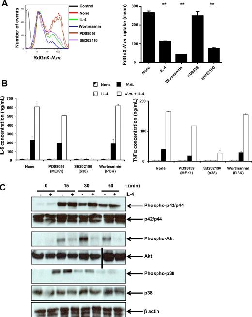 Figure 5. IL-4 pretreatment and N meningitidis challenge inhibit Akt phosphorylation, but stimulate p42/p44 and p38 pathways. (A) Phagocytosis of N meningitidis by ThioMΦs is dependent on the p38 and PI3K pathway. ThioMΦs were treated with a kinase inhibitor (PD98059, 50μM; wortmannin, 100nM; SB202190, 50μM) for 1 hour before and during challenge (2 hours at 37°C) with RdGnX-N.m. (Nm; 100 bacteria/cell), and phagocytosis was determined by flow cytometry. (Right) FACS profile of RdGnX-N.m. uptake after treatments. The mean fluorescence of 1 experiment representative of 3 is shown as a bar diagram (left). (B) Proinflammatory cytokine secretion is dependent on the p38 pathway. ThioMΦs were treated with a kinase inhibitor (PD98059, 50μM; wortmannin, 100nM; or SB202190, 50μM) for 1 hour before and during challenge (24 hours at 37°C) with N meningitidis (100 bacteria/cell), and cytokine production was determined by ELISA. Results from 1 experiment of 2 are presented. (C) ThioMΦs were stimulated for 48 hours in the presence or absence of IL-4 and challenged with N meningitidis (100 bacteria/cell) for different periods. Expression of total protein levels and of the phosphorylated forms of p38, p42/p44, and Akt was determined by Western blotting. The results of 1 experiment, representative of 2, are presented. A vertical line has been inserted to indicate a repositioned gel lane.