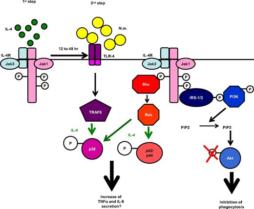 Figure 7. Schematic summary of effect of IL-4 priming on phagocytic and secretory capacities of MΦs. IL-4 treatment (first step) inhibited the PI3K pathway, required for N meningitidis (Nm) phagocytosis and increased proinflammatory cytokine secretion after N meningitidis challenge (second step), consistent with enhanced p38 phosphorylation.