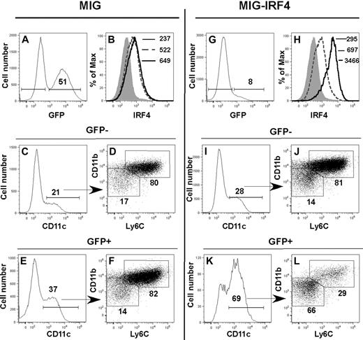 Figure 6. Enforced IRF4 expression directs the development of the ERα/E2-dependent CD11bint Ly6C− DC subset in the absence of ERα signaling. Lin− ERα−/− BM cells were transduced with MiG-GFP (A-F) or MiG-IRF4-GFP (G-L). Transduced cells were incubated in GM-CSF for 5 days before assessment of DC subsets by flow cytometry. IRF4 expression was assessed in GFP− (dotted line) and GFP+ (solid line) fractions in (A-B) MiG-GFP– or (G-H) MiG-IRF4-GFP– transduced cells. The MFI of anti-IRF4 binding to GFP+ and GFP− cells is indicated in panels B and H. The shaded histogram indicates the binding of anti-IRF4 Ab precincubated with blocking peptide. In MiG-GFP–transduced cell cultures, CD11c+ DCs in the GFP− (C) and GFP+ (E) cell fractions are primarily CD11bhi Ly6C+ (panels D and F gated on CD11c+ cells shown in panels C and E). The percentage of cells with the bar or box gates is indicated. In MiG-IRF4-GFP–transduced cultures, CD11c+ DCs in the GFP− cell fraction (I) are also primarily CD11bhi Ly6C+ (J, gated on CD11c+ cells shown in panel I). In contrast, the percentage of CD11c+ DCs in the GFP+ fraction (K) is significantly increased, and the majority of DCs is CD11bint Ly6C− (L, gated on CD11c+ cells shown in panel K). Data are representative of 4 independent experiments.