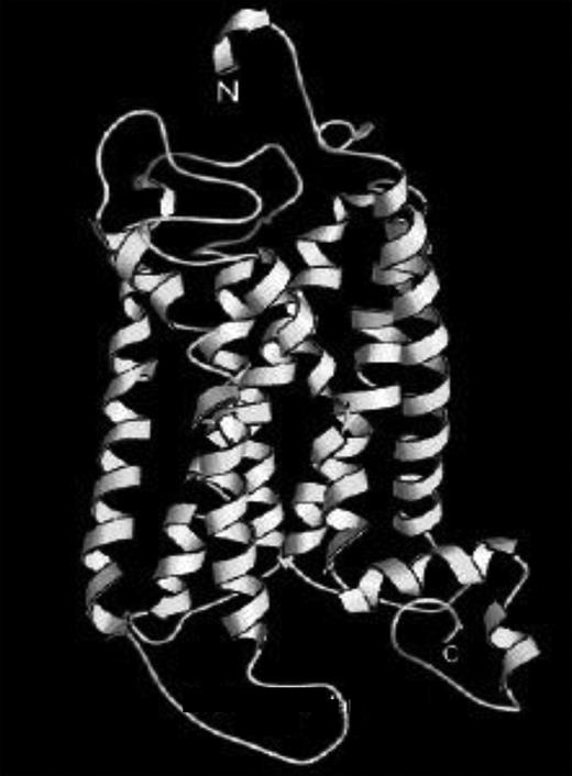 Computed 3-dimensional structure of the human TxA2 receptor. Adapted from Chou.6