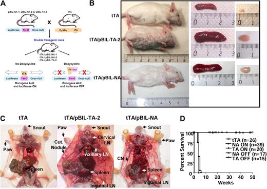 Figure 1. Macroscopic analysis of ALK-expressing double-transgenic mice. (A) Schematic representation of the generation of double-transgenic mice conditional for the expression of the ALK oncogene in the lymphoid lineage. Three heterozygous transgenic founder mice (pBIL-NA-1, pBIL-NA-2, and pBIL-TA-2) were crossed with homozygous EμSRα tTA mice. Double-transgenic mice were designated as tTA/pBIL-NA-1, tTA/pBIL-NA-2, and tTA/pBIL-TA-2. According to the absence (ON) or presence (OFF) of Dox, the tTA transactivator allows or not the expression of both ALK oncogene and luciferase genes. (B) The size of representative 4-week-old tTA/pBIL-TA-2 (TPM3-ALK) and tTA/pBIL-NA (NPM-ALK) double-transgenic mice are shown in comparison with a control age- and sex-matched tTA littermate animal. Spleen and lymph node enlargements in tTA/pBIL-TA-2 and tTA/pBIL-NA double-transgenic versus control tTA littermate mice are also shown. (C) Necropsy findings in tTA/pBIL-TA-2 and tTA/pBIL-NA double-transgenic mice show (arrows) disseminated lymphadenopathies (LN indicates lymph node) and spleen enlargement associated with multiple skin lesions and hypertrophy of the snout and paws (Cut Nodule indicates cutaneous nodules) in comparison with a control age- and sex-matched tTA littermate animal. (D) Survival curves showing the reduced life time of tTA/pBIL-TA-2 (TA ON) and tTA/pBIL-NA (NA ON) double-transgenic mice compared with control tTA littermate mice and Dox-treated tTA/pBIL-TA-2 (TA OFF) and tTA/pBIL-NA (NA OFF) double-transgenic mice.