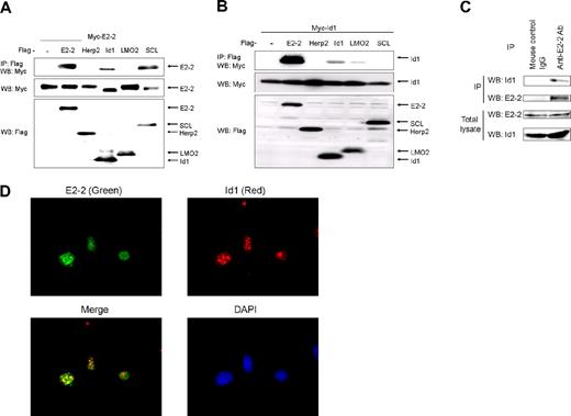 Figure 1. Interaction between E2-2 and Id1. (A) Interaction of Myc-E2-2 with Flag-Id1. Myc-E2-2 was cotransfected with Flag-E2-2, Flag-Herp2, Flag-Id1, Flag-LMO2, or Flag-SCL. Immunoprecipitations were carried out using anti-Flag M5 antibody, and coimmunoprecipitated E2-2 was detected by Western blotting using anti-Myc 9E10 antibody (top panel). The expression of Myc-E2-2 and proteins conjugated with Flag at the N-terminus was evaluated using anti-Myc 9E10 (middle panel) and anti-Flag M5 antibodies (bottom panel), respectively. (B) Interaction of Myc-Id1 with Flag-E2-2. The experiment was performed in a manner similar to that described in panel A. Interaction of Myc-Id1 with Flag-tagged proteins (top panel). Expression of Myc-Id1 and Flag-tagged proteins was checked using anti-Myc 9E10 antibodies (middle panel) and anti-Flag M5 antibodies (bottom panel), respectively. (C) Endogenous interaction between Id1 and E2-2. MEECs were stimulated with BMP6 for 3 hours. Cell lysates were immunoprecipitated with a mouse anti–E2-2 monoclonal antibody, followed by Western blotting with a rabbit anti-Id1 polyclonal antibody (top panel). Expression of E2-2 in immunoprecipitates was checked using an anti–E2-2 monoclonal antibody (second panel). To show expression of E2-2 and Id1 in total lysates, an anti–E2-2 monoclonal antibody (third panel) and an anti-Id1 polyclonal antibody (bottom panel) were used. As a negative control, mouse control IgGs were used for immunoprecipitation. (D) Colocalization of E2-2 with Id1 in MEECs. MEECs were stained with a mouse anti–E2-2 monoclonal antibody (green) or a rabbit anti-Id1 polyclonal antibody (red). Nuclei were visualized using 4′,6-diamidino-2-phenylindole. After samples were mounted with Fluorescent Mounting Medium (Dako Denmark), they were visualized using an immunofluorescence microscope (Axiovert 200M; Carl Zeiss) with a 63×/1.4 oil objective lenses (Carl Zeiss). Images were acquired with AxioCam MRm 60-C1 (Carl Zeiss) and processed with the AxioVision Rel 4.4 (Carl Zeiss) and Adobe Photoshop 7.0.1 software (Adobe).