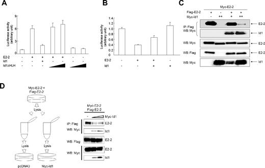 Figure 2. Id1 counteracts E2-2–mediated luciferase activity. (A) Id1ΔHLH does not perturb E2-2–induced MCKpfos-luc activity. MEECs were transfected with MCKpfos-luc, E2-2, and either Id1 or different amounts of Id1ΔHLH. (B) Id1 relieves the inhibition of pGL2b-VEGFR2-luc (−166 bp/267 bp) activity by E2-2. MEECs were transfected with pGL2b-VEGFR2-luc (−166 bp/267 bp), Id1, and E2-2. (C) Id1 disrupts E2-2 homodimer formation. The experiment was performed as described in Figure 1A. E2-2 homodimer formation (top panel) and E2-2/Id1 heterodimer formation (second panel) are shown. Expressions of Myc-E2-2 (third panel) and Myc-Id1 (bottom panel) were evaluated using an anti-Myc 9E10 antibody, and the expression of Flag-E2-2 was shown using an anti-Flag M5 antibody (fourth panel). (D) Id1 disturbs the preexisting E2-2 homodimer formation. Left panel: Illustration of how cell lysates were prepared from each dish in which indicated plasmids were transfected in COS7 cells. Right panel: After each cell lysate was mixed, the experiment was performed as described in Figure 1A. E2-2 homodimer formation (top panel) and E2-2/Id1 heterodimer formation (second panel) are shown. The expression of Flag-E2-2 was shown using an anti-Flag M5 antibody (third panel). Expressions of Myc-E2-2 (fourth panel) and Myc-Id1 (bottom panel) were evaluated using an anti-Myc 9E10 antibody.