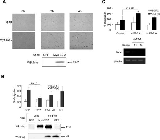 Figure 3. E2-2 blocks EC activation. (A) E2-2 inhibits the formation of cord-like structures on the Matrigel. Forty hours after adenoviral infection, HUVECs were seeded on the Matrigel. Ninety minutes later, images were recorded every 15 minutes by time-lapse microscopy (supplemental Figure 4A-B). The images at 0-, 2-, and 4-hour time points are shown. Bottom panel: Expression of Myc-E2-2. Samples were visualized using a conventional microscope (Axiovert 200M; Carl Zeiss) with a 5×/0.12 dry objective lenses (Carl Zeiss). Images were acquired with AxioCam MRm 60-C1 (Carl Zeiss) and processed with the AxioVision Rel 4.4 (Carl Zeiss) and Adobe Photoshop 7.0.1 software (Adobe). (B) Id1 rescues E2-2–mediated inhibition of cell migration. After adenoviral infection, HUVECs were seeded on the upper membrane of the Boyden chamber. VEGF (50 ng/mL) was added to the lower chamber. After 6 hours, cells were stained with crystal violet, and the number of transmigrated cells was counted. Adenoviruses expressing LacZ or GFP were used as controls. Values represent the mean plus or minus SD (n = 3). Bottom panels: Myc-E2-2 and Flag-Id1 expression levels. Significant difference was calculated by the Student t test. (C) shE2-2 enhances VEGF-induced effect on HUVEC migration. Lentiviruses expressing GFP alone, shE2-2#1, or shE2-2#4 were infected in HUVECs. After sorting lentivirus-infected cells using GFP as a marker, sorted HUVECs were used for migration assay as described in panel B. Bottom panels: Expressions of E2-2 and β-actin by RT-PCR. Values represent the mean plus or minus SD (n = 3). Significant difference was calculated by the Student t test.
