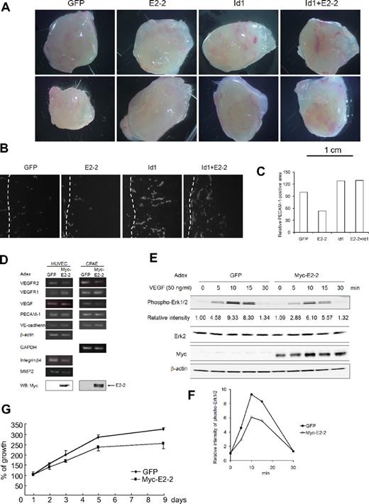 Figure 4. Suppression of angiogenesis by E2-2. (A) Photographs for en bloc resection, including Matrigel plugs with adjacent subcutaneous tissues. Samples were visualized using a stereomicroscope (S8APO; Leica). Images were acquired with EC3 (Leica) and processed with the LAS EZ (Leica) and Adobe Photoshop 7.0.1 software (Adobe). (B) PECAM-1 staining of frozen sections. Matrigels are located to the right side of broken lines, whereas there are mouse subcutaneous tissues to the left side of broken lines. PECAM1-positive areas are shown as white. After samples were mounted with Fluorescent Mounting Medium (Dako Denmark), they were visualized using an immunofluorescence microscope (Axiovert 200M; Carl Zeiss) with a 63×/1.4 oil objective lenses (Carl Zeiss). Images were acquired with AxioCam MRm 60-C1 (Carl Zeiss) and processed with the AxioVision Rel 4.4 (Carl Zeiss) and Adobe Photoshop 7.0.1 software (Adobe). (C) Relative PECAM-1-positive area in Matrigel plugs. Five fields were randomly chosen in each condition from panel B, and PECAM-1-positive areas were scored using the imaging software. PECAM-1-positive areas were normalized with the areas of the field. Each relative PECAM-1-positive area was calculated by the comparison of the score in Matrigel plugs, including GFP. (D) Effect of E2-2 on the expression of mRNAs implicated in EC activation. mRNAs involved in EC activation were analyzed by RT-PCR. HUVECs or CPAEs were infected with adenoviruses expressing E2-2 or GFP as a negative control. Gene transcript names are indicated to the left of the figure. mRNAs for β-actin and GAPDH were included as internal controls. The expression of Myc-E2-2 was evaluated in total cell lysates using an anti-Myc 9E10 antibody (bottom panel). Adex indicates adenovirus. To show that EC markers are expressed in CPAEs, RT-PCR was carried out (supplemental Figure 6A). (E) E2-2 inhibits VEGF-induced Erk phosphorylation. Phospho-Erk1/2 (top panel), Erk2 (second panel), Myc-E2-2 (third panel), and β-actin (bottom panel) levels were analyzed by Western blots of total cell lysates. Adenoviruses expressing GFP were used as a negative control. The expression for phosphorylation of Erk1/2 was normalized using the intensity of the band corresponding to Erk2. Each relative intensity was calculated by the comparison of the value for cells infected with GFP-expressing adenoviruses in the absence of VEGF. (F) Graphical presentation for relative intensity of phospho-Erk1/2 levels in panel E: ● represents GFP-expressing adenoviruses; ○, Myc-E2-2–expressing adenovirusues. (G) E2-2 perturbs EC proliferation. Each experiment was performed in triplicate and repeated a few times. Values represent the mean plus or minus SD (n = 3).