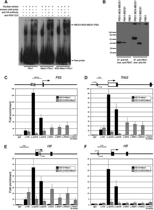 Figure 2. M33-MEIS1 heterodimerizes with PBX1 on or off DNA and nucleates the formation of a Polycomb group complex on MEIS1 target genes. (A) EMSA was performed with nuclear extracts from E86-Pbx1, E86-Pbx1+Meis1, and E86-Pbx1+M33-Meis1 viral producers (indicated at bottom) and incubated with a radiolabeled oligonucleotide containing a Meis1/Pbx1 consensus binding sequence.7 Each nuclear extract was incubated with probe and a combination of probe with molar excess of unlabeled (cold) probe, anti-HA antibody, or anti-PBX1 antibody. The MEIS1/M33-MEIS1:PBX1 nucleoprotein complexes are indicated. (B) Coimmunoprecipitation experiments were performed with nuclear extracts from E86-Pbx1, E86-Pbx1+Meis1, and E86-Pbx1+M33-Meis1 viral producers (indicated at top). PBX1 is specifically immunoprecipitated by an anti-HA antibody in Pbx1+Meis1 and Pbx1+M33-Meis1–overexpressing cells and recognized by an anti-PBX1 antibody. In the reciprocal experiment, MEIS1 and M33-MEIS1 are specifically immunoprecipitated by an anti-PBX1 antibody and recognized by an anti-HA antibody. (C-F) Schematic representation of Flt3 (C), Trib2 (D), and Hlf (E-F) showing the putative transcription start sites (arrows), the exons (black boxes), the 5′ untranslated region (empty box), and the position of the amplicons assayed in the ChIP analysis (striped box). The ND13+Meis1 and ND13+M33-Meis1–transduced BM cells were coimmunoprecipitated with the antibody indicated on the x-axis. The data represent the mean of fold enrichment relative to the immunoglobulin G (IgG) control samples ± SD of 3 independent experiments. AcH3 indicates acetylated histone H3; AcH4, acetylated H4; H3K27 tri-methyl, trimethylated Lys27 on H3.