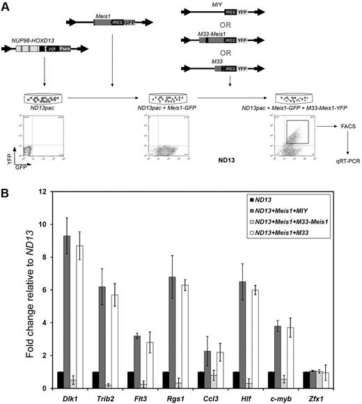 Figure 3. M33-Meis1 represses transcription of Meis1 target genes. (A) General experimental design. (B) Quantitative RT-PCR analysis showing the mean mRNA expression level of the indicated genes (x-axis) in each cell population relative to ND13 cells. The error bars represent the mean ± SD from 3 independent experiments.