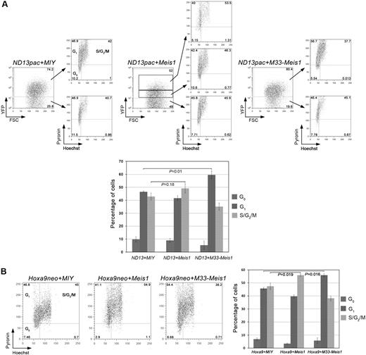 Figure 5. M33-Meis1 imposes a partial G1-phase cell-cycle block on ND13- and Hoxa9-transduced BM cells. (A) Primary BM cotransduced with ND13pac and MIY, Meis1, or M33-Meis1 were incubated with Hoechst and Pyronin and analyzed by FACS analysis. Cell-cycle profiles of untransduced (YFP−) and transduced (YFP+) are shown for each experimental condition. Numbers denote the percentage of cells within the quadrant. (B) Cell-cycle profiles of primary BM cotransduced with Hoxa9neo and MIY, Meis1, or M33-Meis1. Data in the bar graphs are expressed as the mean ± SD of 3 independent transductions. Numbers denote the percentage of cells within the quadrant.