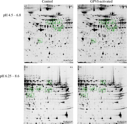 Figure 2. 2D-DIGE analysis of human platelets incubated with control IgG1 (left column), or after activation of GPVI receptor (HGP4C9 mAb 1 μg/mL, right column) at different pH gradients: 4.5-6.8 (top row) and 6.25-8.6 (bottom row). Images show representative gels of proteins labeled with the fluorescent cyanine dyes Cy5 (control) and Cy3 (GPVI-activated sample). Differentially abundant proteins are framed in green: protein spots 1 to 8 (pH 4.5-6.8, top row), and protein spots 9-13 (pH 6.25-8.6, bottom row).