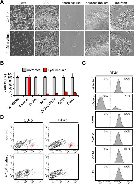 Figure 2. Reprogramming of KBM7 cells results in escape from oncogene addiction. (A) KBM7-iPSCs acquired insensitivity to treatment with 1μM of the BCR-ABL kinase inhibitor imatinib (Gleevec), whereas parental KBM7 cells were highly sensitive. KBM7 cells, reprogrammed KBM7-iPS2 cells, and nonhematopoietic differentiated derivatives were cultured without (top row) or with the addition of 1μM imatinib for 3 days (bottom row). All images were acquired with a standard Nikon microscope with a 10× objective. (B) Viability of KBM7 cells infected with retroviral constructs encoding indicated cDNAs on imatinib treatment 7 days after infection. Only when the 4 factors were expressed in combination, KBM7 cells acquired insensitivity to imatinib. Cell viability was measured using an XTT (2,3-bis-(2-methoxy-4-nitro-5-sulfophenyl)-2H-tetrazolium-5-carboxanilide) conversion assay. Values given are percentages of uninfected control cultures. Data are the mean plus or minus SD values from a typical experiment performed in triplicate. (C) Flow cytometry histograms of KBM7 cells 7 days after infection with retroviruses expressing indicated cDNAs showed that a combination of the 4 reprogramming factors led to loss of expression of CD45, a pan-hematopoietic marker. (D) Flow cytometric analysis of KBM7-iPSCs differentiated into the hematopoietic lineage showed distinct subpopulation stained by CD45 and CD43 antibodies. Imatinib treatment resulted in a reduction of these subpopulations.