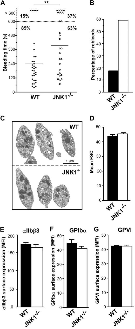 Figure 1. JNK1−/− mice display features of unstable hemostasis in vivo. The role of JNK1 in hemostasis was investigated in an in vivo tail-bleeding assay. (A) Bleeding times for WT (●) and JNK1−/− mice (○). Means are indicated by horizontal lines. Statistical significance was determined in 2-tailed Mann-Whitney tests (**P < .01). (B) Percentage of WT (■) and JNK1−/− (□) mice exhibiting rebleeding. Results were obtained from 33 WT and 30 JNK1−/− mice. (C) Images of WT and JNK1−/− platelet ultrastructure, obtained by electron microscopy. Bar represents 1 μm. (D) Size of WT and JNK1−/− platelets, evaluated by flow cytometry and based on forward scatter (FSC). Data are mean plus or minus SEM (n = 12; unpaired Student t test). Surface expression of integrin αIIbβ3, GPIbα, and GPVI, as determined by flow cytometry with FITC-conjugated anti–mouse CD41 mAb (MWReg30; E), FITC-conjugated anti–mouse GPIbα mAb (Xia.B2; F), or FITC-conjugated anti–mouse GPVI mAb (JAQ1; G). Results are expressed as mean fluorescence intensities (MFI) plus or minus SEM (n = 3; unpaired Student t test).