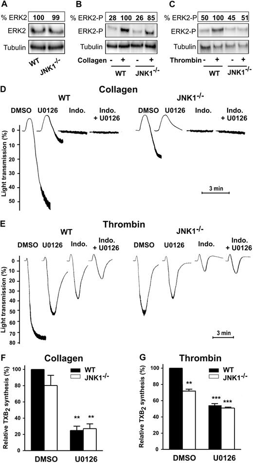 Figure 7. Complementary roles of JNK1 and ERK2 in platelet aggregation and TXA2 synthesis. The levels of ERK2 expression (A) and phosphorylation were evaluated in WT and JNK1−/− platelets after activation by collagen (1 μg/mL; B) or thrombin (65 mU/mL; C) for 3 minutes, with stirring. Stimulated platelets were lysed and samples analyzed by Western blotting with appropriate antibodies directed against total ERK2 (A) or phosphorylated ERK2 (B-C). Tubulin was used as a loading control. The Western blot shown is representative of at least 3 independent experiments. The complementary roles of JNK1 and ERK2 were evaluated for platelet aggregation (D-E) and for TXA2 synthesis (measured by evaluating production of TXB2; F-G), in WT or JNK1−/− platelets (108) stimulated with collagen (1 μg/mL) or thrombin (65 mU/mL) for 3 minutes, with stirring. Platelets were first incubated for 10 minutes at 37°C with DMSO (0.1%, vol/vol), as a control, or the MEK inhibitor U0126 (10μM) plus or minus indomethacin (5μM). Thromboxane synthesis was determined in the supernatants of aggregated platelets, as described in “Methods.” Each bar represents the mean plus or minus SEM of 3 experiments. **P < .01, ***P < .001 (unpaired Student t test). Traces are representative of at least 3 independent experiments.