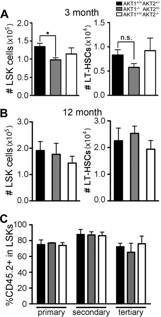 Figure 1. Quantification of AKT1−/− or AKT2−/− HSCs in adult mice and assessment of function in serial transplantation. Total number of LSKs and LT-HSCs (CD150+CD48−LSKs) in bone marrow from femurs and tibias in (A) 3-month-old or (B) 12-month-old single knockout mice. Graphs represent the mean ± SEM in (A) n = 6 and (B) n = 4. (C) Percentage of single knockout (CD45.2+Ly5B6+) cells in the bone marrow LSK population 16 weeks after the initial transplantation (primary) and then 16 weeks after each serial transplantation (secondary and tertiary). FL cells from single-knockout fetuses (CD45.2+Ly5B6+) were mixed with wild-type FL cells (CD45.1+ B6.Ly5SJL) in a 3:1 (CD45.2+:CD45.1+) ratio and serially transplanted every 16 weeks. Bar graphs represent the mean ± SEM (n = 4).