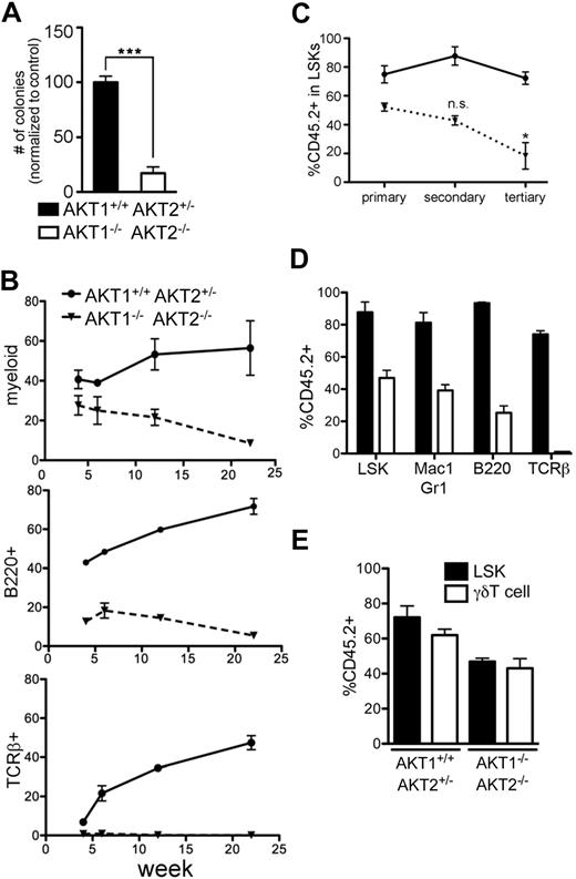 Figure 3. Trilineage reconstitution by AKT1−/−AKT2−/− HSCs in long-term and serial competitive transplantations. (A) The number of methylcellulose colonies generated from equal numbers of LTC-ICs. LTC-ICs were derived by culturing sorted LSK cells for 2 weeks on OP9 monolayers. Graph represents the mean ± SEM (n = 3) of the number of colonies as a percentage of the control (AKT1+/+AKT2+/−) for each experiment. (B) The percentage of AKT1−/−AKT2−/− (CD45.2+Ly5B6+) cells in the peripheral blood myeloid (Mac-1+Gr-1+), B (B220+), and T (TCRβ+) lineages 4, 6, 12, and 22 weeks after reconstitution. Graphs represent the mean ± SEM (n = 3) for each time point. (C) The percentage of AKT1−/−AKT2−/− (CD45.2+Ly5B6+) cells in the LSK population 16 weeks after the initial transplantation (primary) and after 2 additional 16-week serial transplantations (secondary and tertiary). The graph represents the mean ± SEM (n = 4) of the percentage of CD45.2+Ly5B6+ cells in the LSK population. The AKT1+/+AKT2+/− controls are the same samples represented in Figure 1C. (D) The percentage of AKT1−/−AKT2−/− (CD45.2+Ly5B6+) cells in the bone marrow LSK subset and the splenic myeloid (Mac1+Gr1+), B (B220+), and T (TCRβ+) subsets 16 weeks after the secondary transplantation in the mice from panel C (secondary time point). The graph represents the mean ± SEM (n = 4). The LSK data are the same as in panel C (secondary time point). (E) Splenic γδT-cell competitiveness in the absence of AKT1 and AKT2. γδT cells were identified by gating on the singlet, DAPI−, Thy1+, γδTCR+ population. LSK data are the same as the primary transplantation in panel C. The graph represents the mean ± SEM (n = 4).